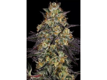 Paradise Seeds El Dorado OG,  feminized, VÝPRODEJ