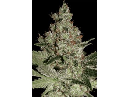 Paradise Seeds Acid, feminized, 5ks
