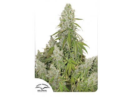 Dutch Passion Auto Ultimate feminizovaná autoflowering