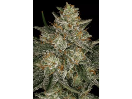 Paradise Seeds Dutch Kush, feminized, 5ks