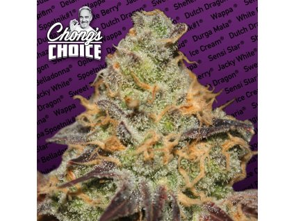 Paradise Seeds CHONG´S CHOICE Blue Kush Berry, feminized, 5ks
