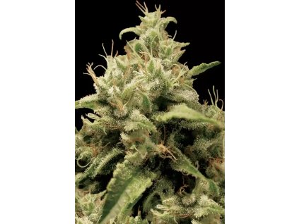 Paradise Seeds Opium, feminized, 3ks