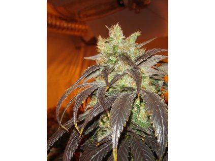 Paradise Seeds Spoetnik#1,  feminized, VÝPRODEJ