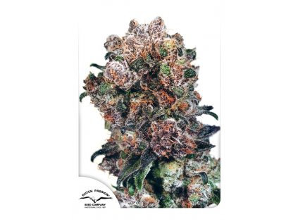 Dutch Passion Blueberry feminizovaná