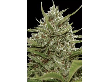 Paradise Seeds Auto White Berry, feminized autoflowering, 5ks