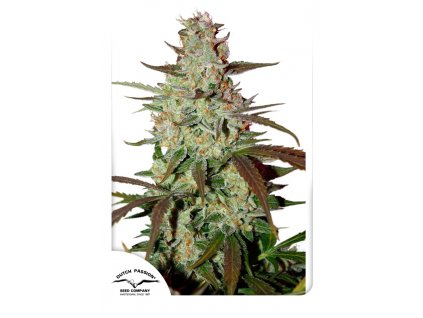Dutch Passion Banana Blaze feminizovaná