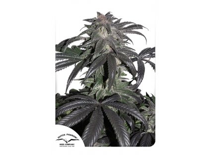 Dutch Passion Bubba Island Kush feminizovaná