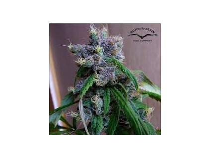 dutch passion blue moonshine feminized
