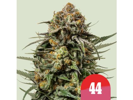 Tyson Gelato44 Fem