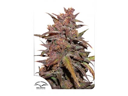 Dutch Passion CBD Auto Blackberry Kush feminizovaná autoflowering