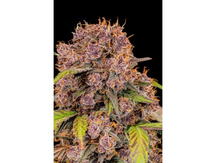 Fast Buds Lemon Cherry Cookies Auto, feminized autoflowering