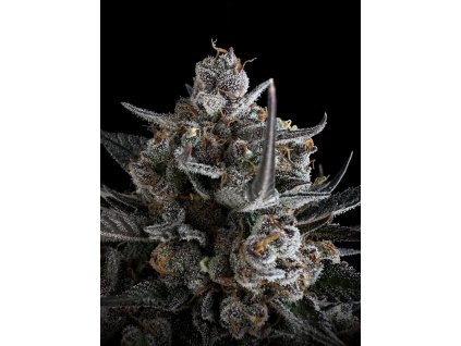Fast Buds Pound Cake Auto, feminized autoflowering