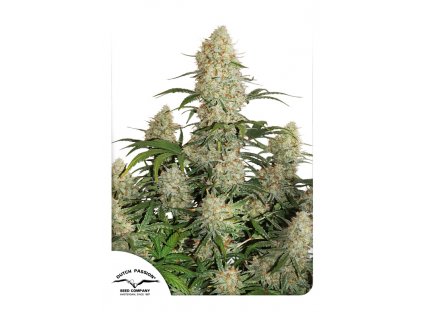 Dutch Passion Auto Critical Orange Punch feminizovaná autoflowering