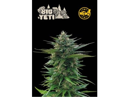 big yeti