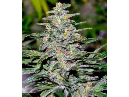 dutch passion dark delight feminized