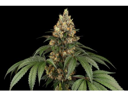 Sensi Seeds new 2024Chocolate Rainbow XXL Fem