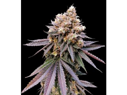 Dutch Passion GMO Fast, feminized, 10ks