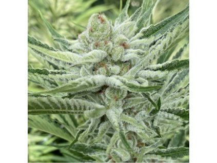 symbiotic genetics nam wah feminized
