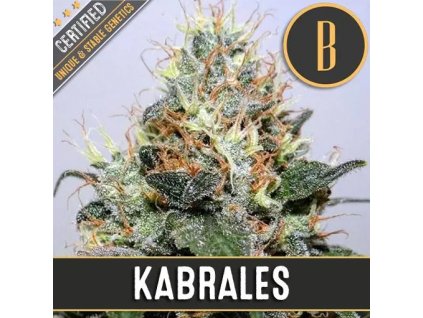 Blimburn Seeds Kabrales, feminizovaná
