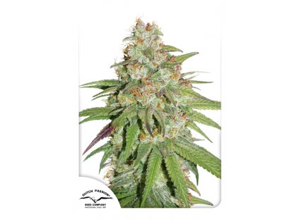 Dutch Passion Glueberry O.G. feminizovaná