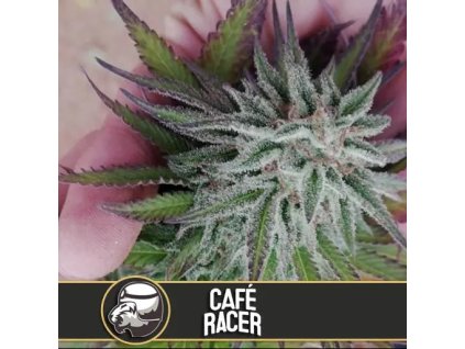 Blimburn Seeds Cafe Racer, feminized, 3ks