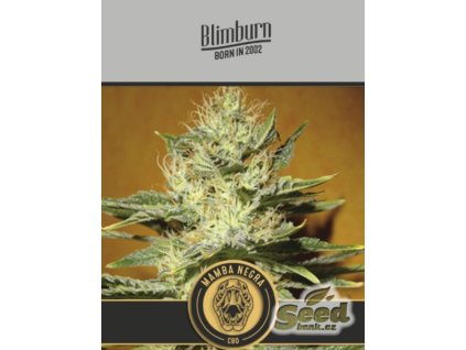 Blimburn Seeds Black Mamba CBD, feminized, 6ks