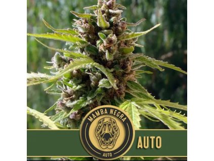 Blimburn Seeds Mamba Negra Auto, feminized autoflowering, 6ks