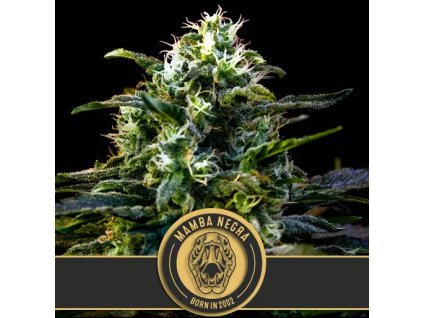 Blimburn Seeds Mamba Negra,  feminized, VÝPRODEJ