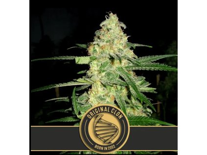 Blimburn Seeds Original Clon,  feminized, VÝPRODEJ