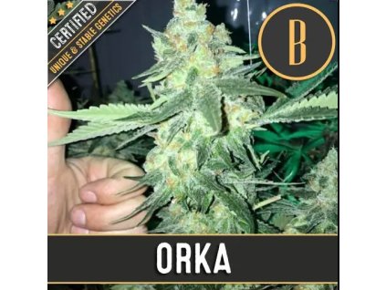 Blimburn Seeds Orka, feminized, 3ks