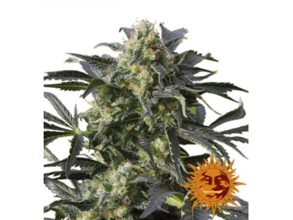 Barney´s Farm Crimea Blue, feminized, 10ks