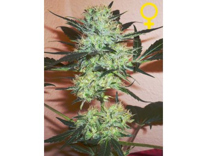 dutch passion isis feminized