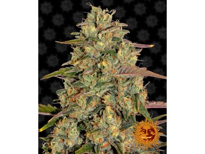 Barney´s Farm Amnesia Lemon, feminized, 10ks