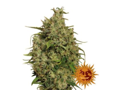 Barney´s Farm Sweet Tooth, feminized, 10ks