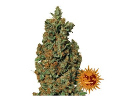 Barney´s Farm Red Diesel, feminized, 10ks