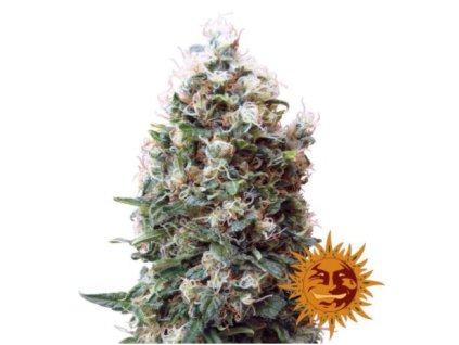 Barney´s Farm Phatt Fruity, feminized, 5ks