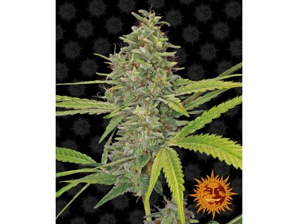 Barney´s Farm G13 Haze, feminized, 10ks