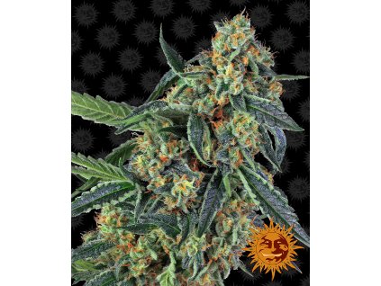 Barney´s Farm Cookies Kush, feminized, 3ks