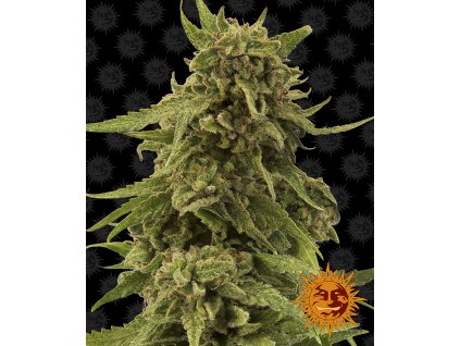 Barney´s Farm CBD Critical Cure, feminized, 5ks