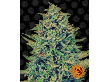 Barney´s Farm CBD Blue Shark,  feminized, VÝPRODEJ