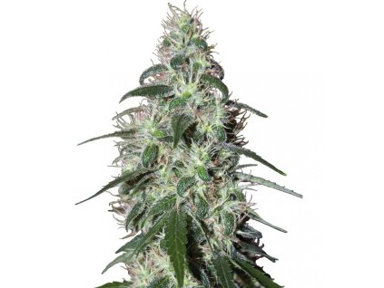 Buddha Seeds Pulsar, feminized, 10ks