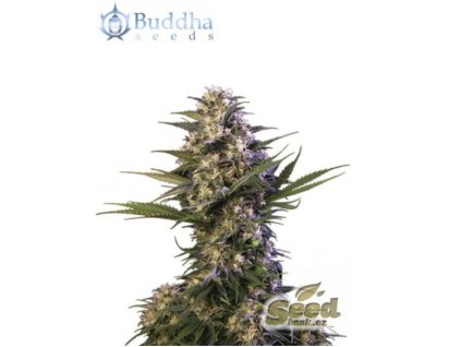Buddha Seeds Kraken, feminized, 10ks