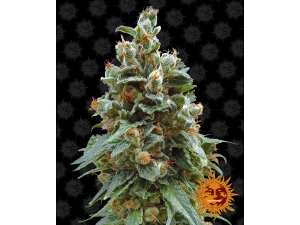 Barney´s Farm Vanilla Kush, feminized, 10ks