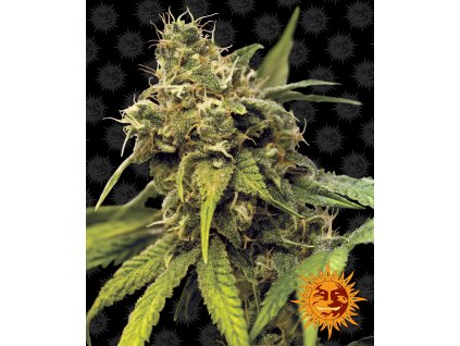 Barney´s Farm Utopia Haze, feminized, 10ks