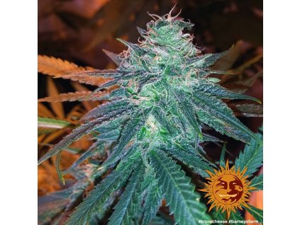 Barney´s Farm Tripple Cheese, feminized, 10ks