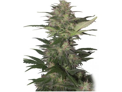 Buddha Seeds Red Dwarf, feminized autoflowering, 10ks