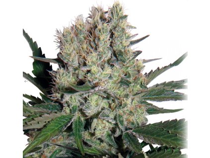 Buddha Seeds Syrup, feminized autoflowering, 3ks