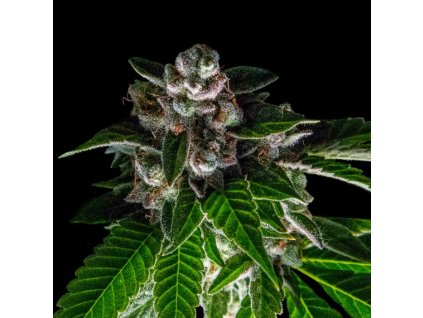 DNA Genetics Bakers Delight, feminized, 6ks