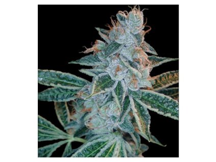 dutch passion lemon zkittle feminized