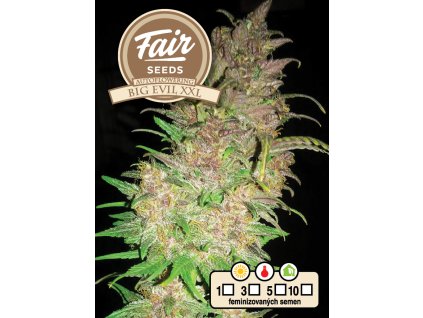 Fair Seeds Auto Big Evil XXL, feminized autoflowering, 10ks